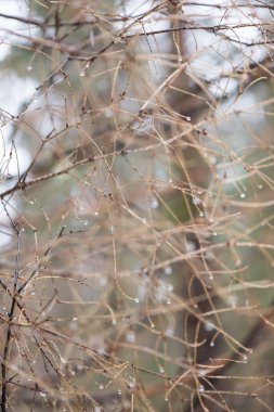 ıslak ağaç dalları kış orman