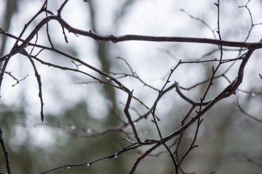 ıslak ağaç dalları kış orman