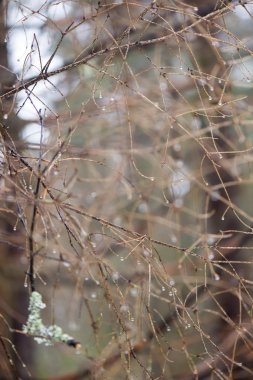 ıslak ağaç dalları kış orman
