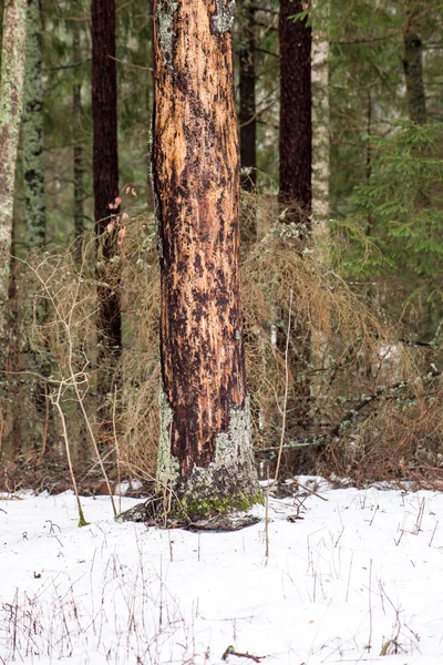 Vieux tronc d'arbre avec mousse verte et écorce — Photo