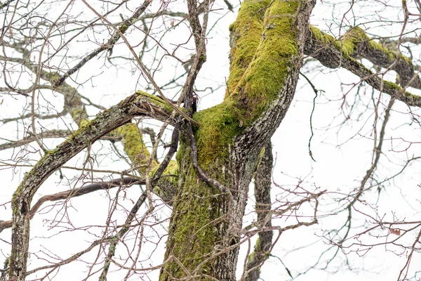 Ramas de árboles húmedos en el bosque de invierno — Foto de Stock