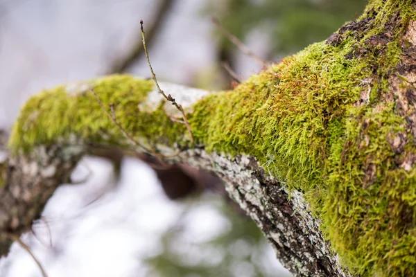 Old tree trunk with green moss and bark — Stock Photo, Image