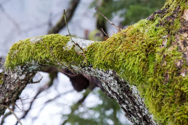 Yeşil yosun ve ağaç kabuğu ile eski ağaç gövdesi — Stok fotoğraf