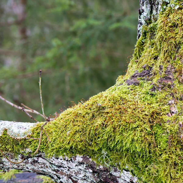 Старый ствол дерева с зеленым мхом и корой — стоковое фото