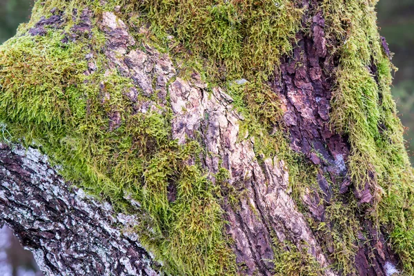 Vieux tronc d'arbre avec mousse verte et écorce — Photo