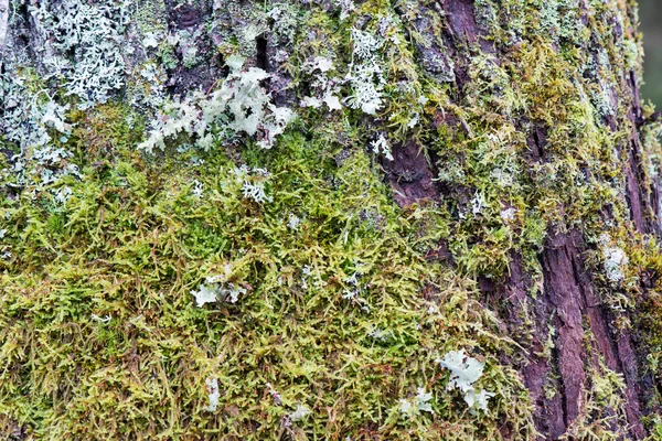 Tronco de árvore velha com musgo verde e casca — Fotografia de Stock