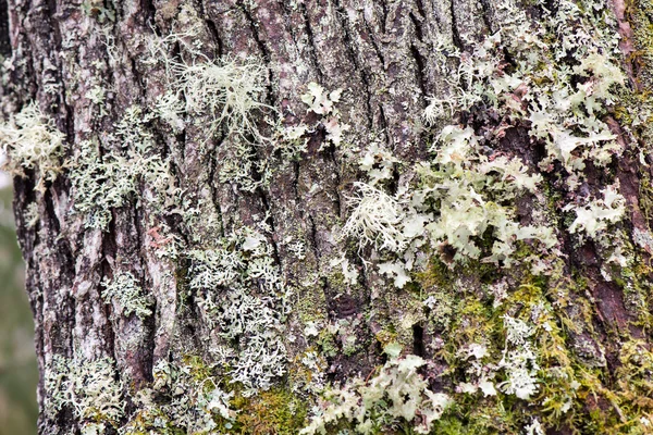 오래 된 나무 줄기 녹색 이끼와 나무 껍질 — 스톡 사진