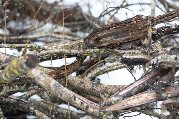 Rami d'albero umidi nella foresta invernale — Foto Stock