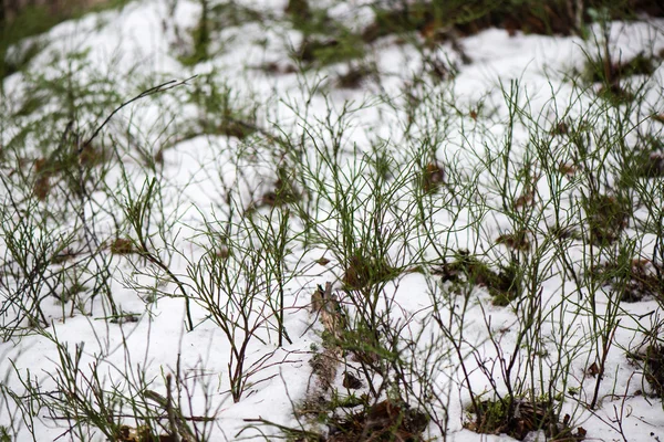 Hojas húmedas sucias en la nieve —  Fotos de Stock