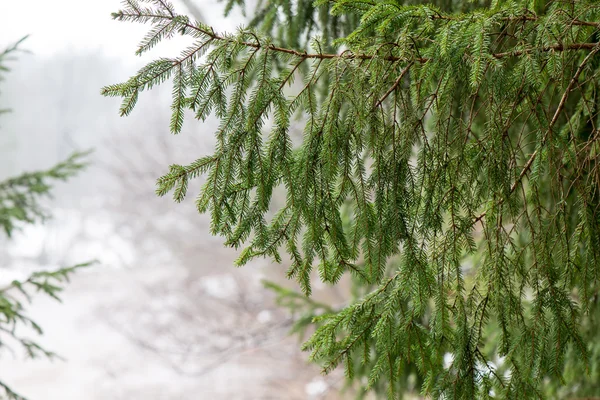 Ramas de árboles húmedos en el bosque de invierno —  Fotos de Stock