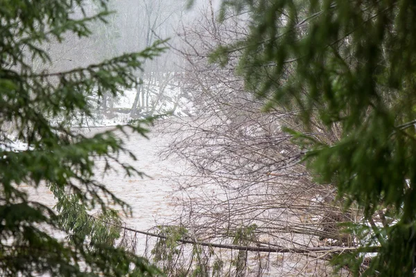 Ramos de árvores molhadas na floresta de inverno — Fotografia de Stock