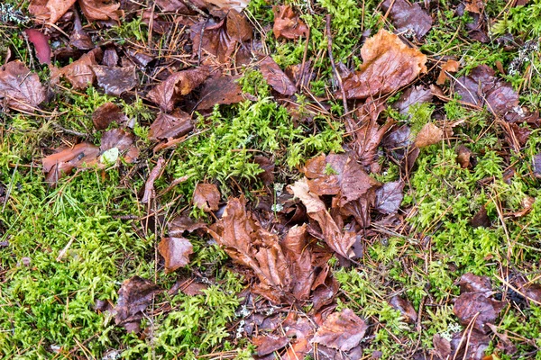 Schmutziges nasses Laub im Schnee — Stockfoto