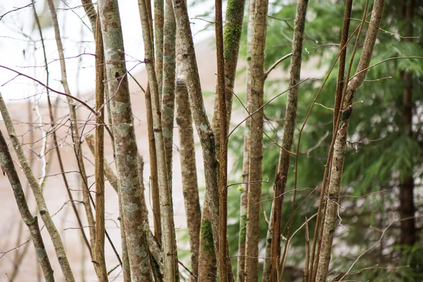 Branches d'arbres humides dans la forêt d'hiver — Photo