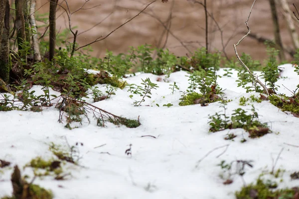 Feuilles humides sales dans la neige — Photo