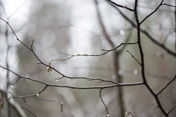 冬季森林中的湿树枝 — 图库照片