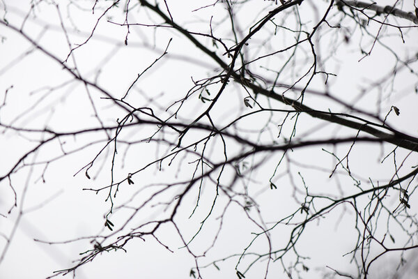 wet tree branches in winter forest