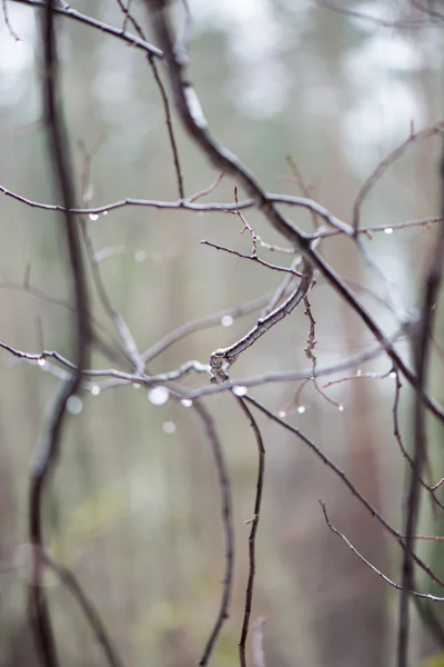 Ramas de árboles húmedos en el bosque de invierno — Foto de Stock