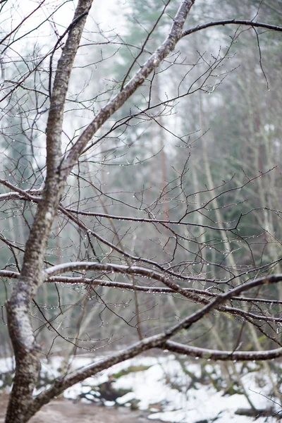 Branches d'arbres humides dans la forêt d'hiver — Photo