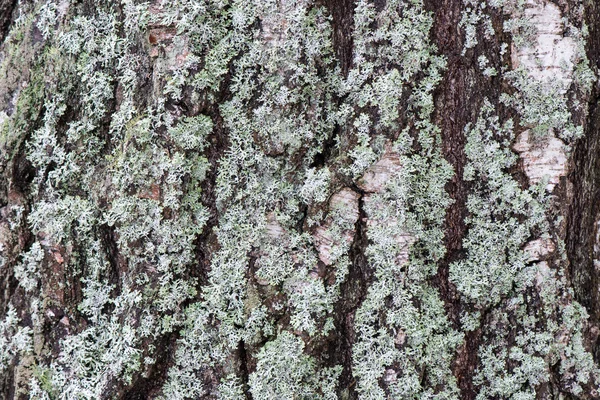 Vieux tronc d'arbre avec mousse verte et écorce — Photo