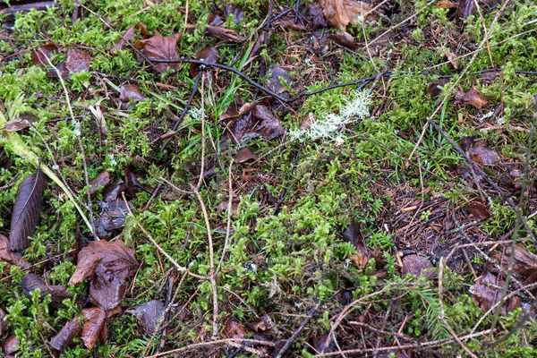 Schmutziges nasses Laub im Schnee — Stockfoto