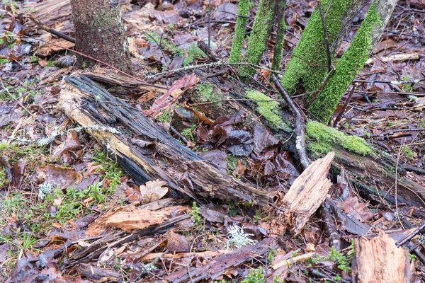 Špinavé vlhké listí na sněhu — Stock fotografie