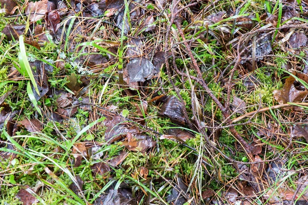 Schmutziges nasses Laub im Schnee — Stockfoto