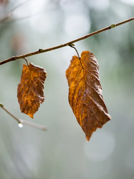 Natte takken in de winter forest — Stockfoto