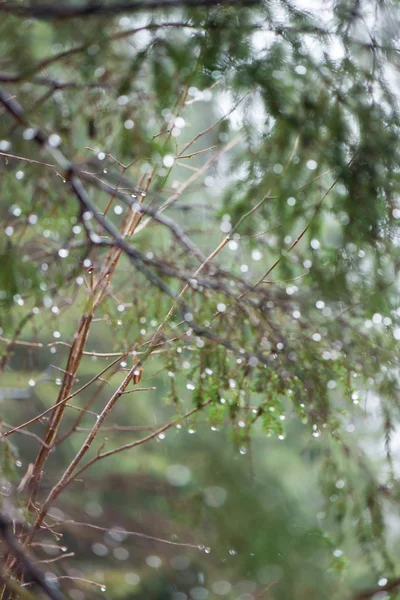 Ramos de árvores molhadas na floresta de inverno — Fotografia de Stock