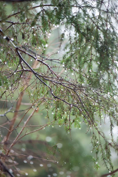 Mokré větve stromu v zimě lese — Stock fotografie
