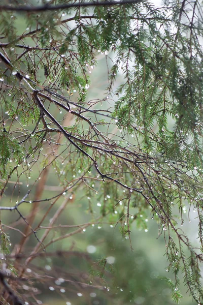 Ramos de árvores molhadas na floresta de inverno — Fotografia de Stock