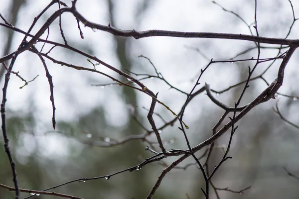 Wet tree branches in winter forest — Stock Photo, Image