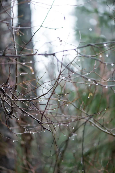 冬の森の木々 の枝を濡れています。 — ストック写真