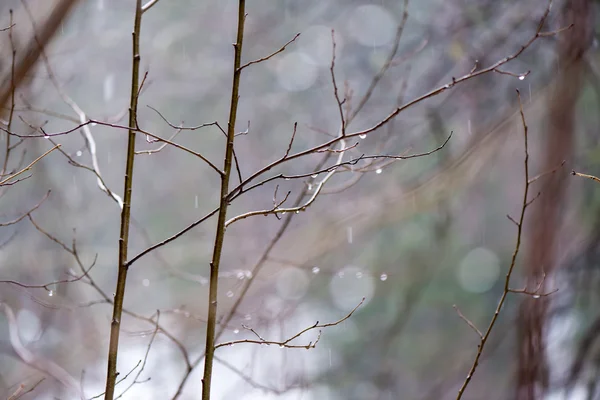 Mokré větve stromu v zimě lese — Stock fotografie