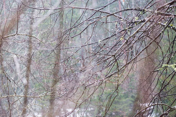 Ramos de árvores molhadas na floresta de inverno — Fotografia de Stock