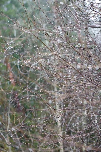 Nedves fa ágai a téli erdő — Stock Fotó