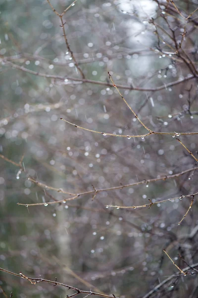 Ramos de árvores molhadas na floresta de inverno — Fotografia de Stock