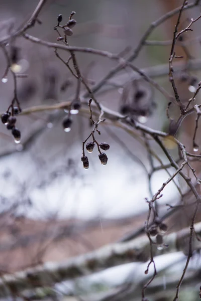 Ветви влажных деревьев в зимнем лесу — стоковое фото