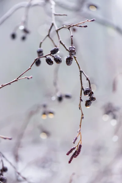 Ramos de árvores molhadas na floresta de inverno — Fotografia de Stock