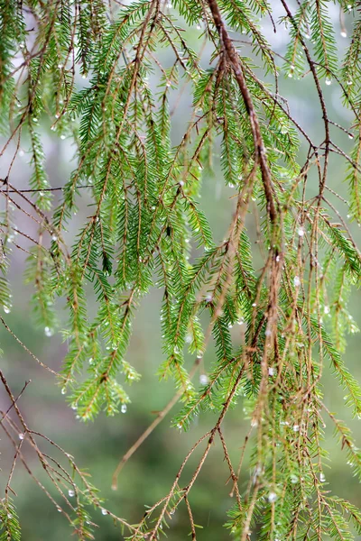 겨울 숲에 젖은 나뭇가지 — 스톡 사진