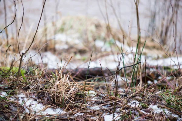 雪の中で汚れた濡れた葉します。 — ストック写真