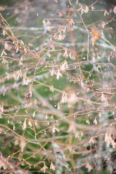 겨울 숲에 젖은 나뭇가지 — 스톡 사진