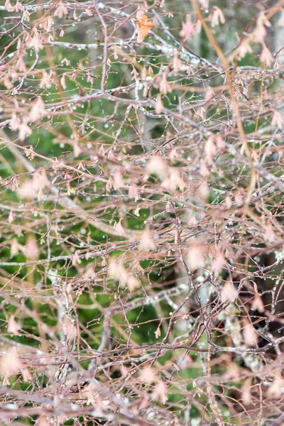 Rami d'albero umidi nella foresta invernale — Foto Stock