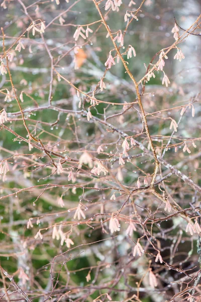 Ramas de árboles húmedos en el bosque de invierno — Foto de Stock