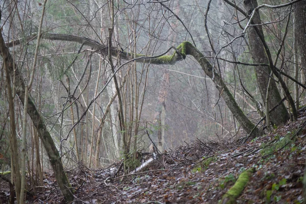 Ramos de árvores molhadas na floresta de inverno — Fotografia de Stock