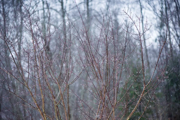 Branches d'arbres humides dans la forêt d'hiver — Photo