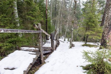 turist iz kış orman