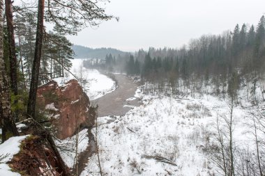 Karlı kış ormanı, karla kaplı ağaçlar