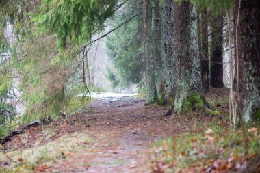 turist iz kış orman
