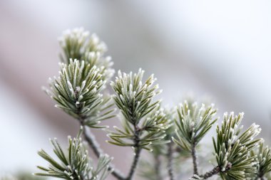 çam ağacı closeup frost ile