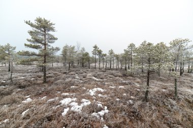 soğuk kış bataklığındaki karlı manzara